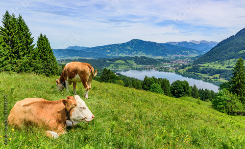 Ausblick auf das Allgäu rund um Bühl am Alpsee mit Kühen auf einer Bergweide im Vordergrund