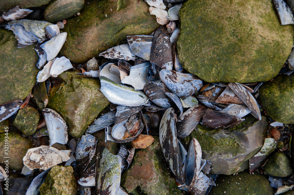 Distress seashell and mussels texture. Grunge background for wallpaper and web design