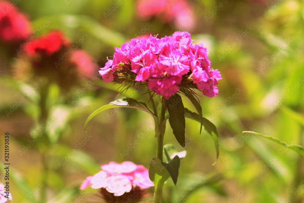 Sweet william (Dianthus barbatus) beautiful flowers in the summer garden close up. Retro style toned Sweet william (Dianthus barbatus) beautiful flowers in the summer garden close up. Retro style toned