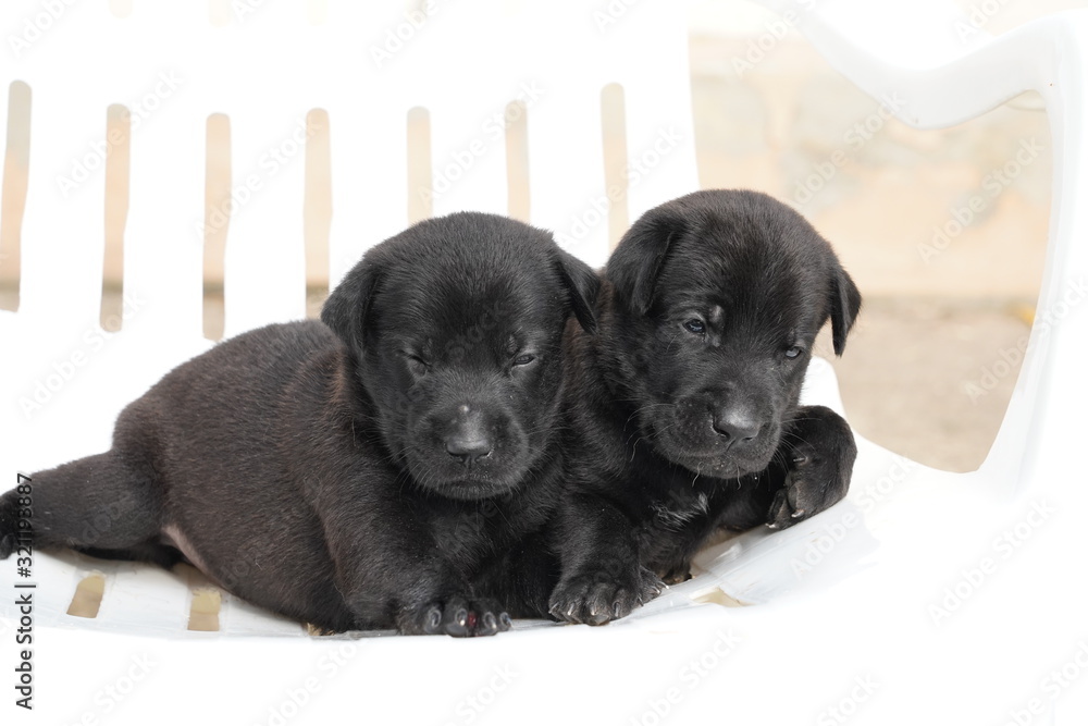 Group of dogs lying in front. looking at camera. isolated on white background Group of dogs lying in front. looking at camera. isolated on white background