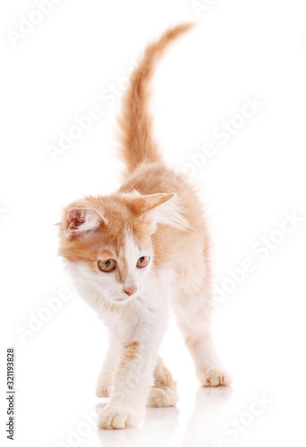 Red male cat, walking towards camera. Isolated
