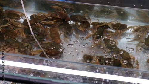 Crayfish In Aquarium For Sale photo