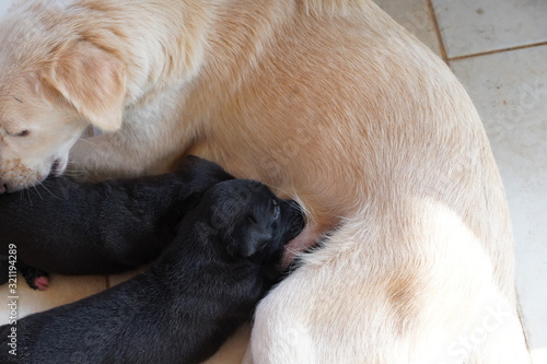 Small puppies sucking mothers nipple. Dog breastfeeding. Little puppies getting fed by his mother.