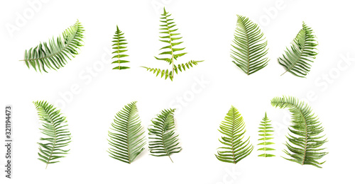 Natural set of Fern Leaf  Sprig Fern leaves on white background  Isolated objects