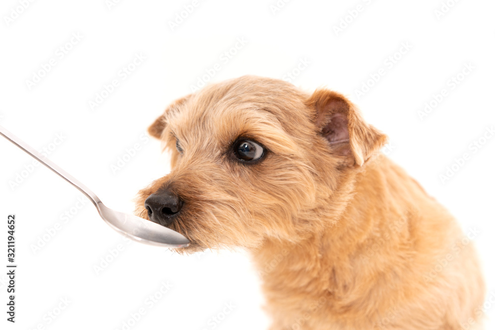 スプーンから食事を摂るノーフォークテリア犬 スプーンから食事を摂るノーフォークテリア犬
