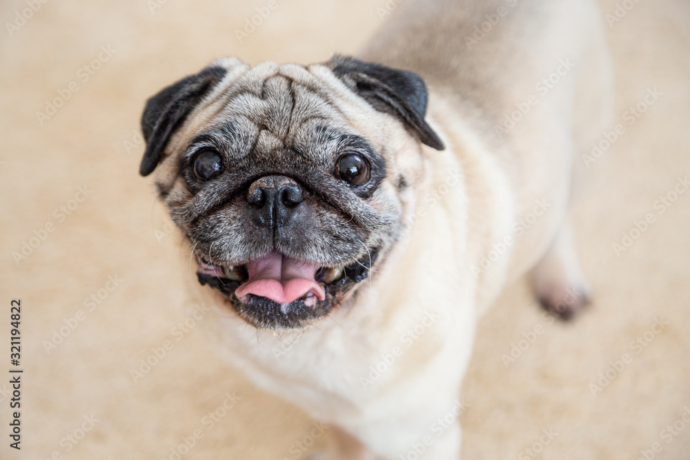 Pug dog joyfully looking at the camera Pug dog joyfully looking at the camera