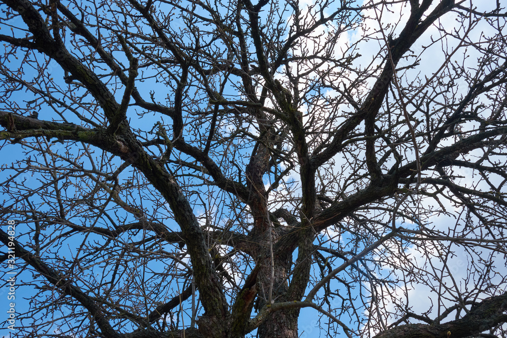 Сrooked branches of a dry pear tree on a background of blue sky. Сrooked branches of a dry pear tree on a background of blue sky.