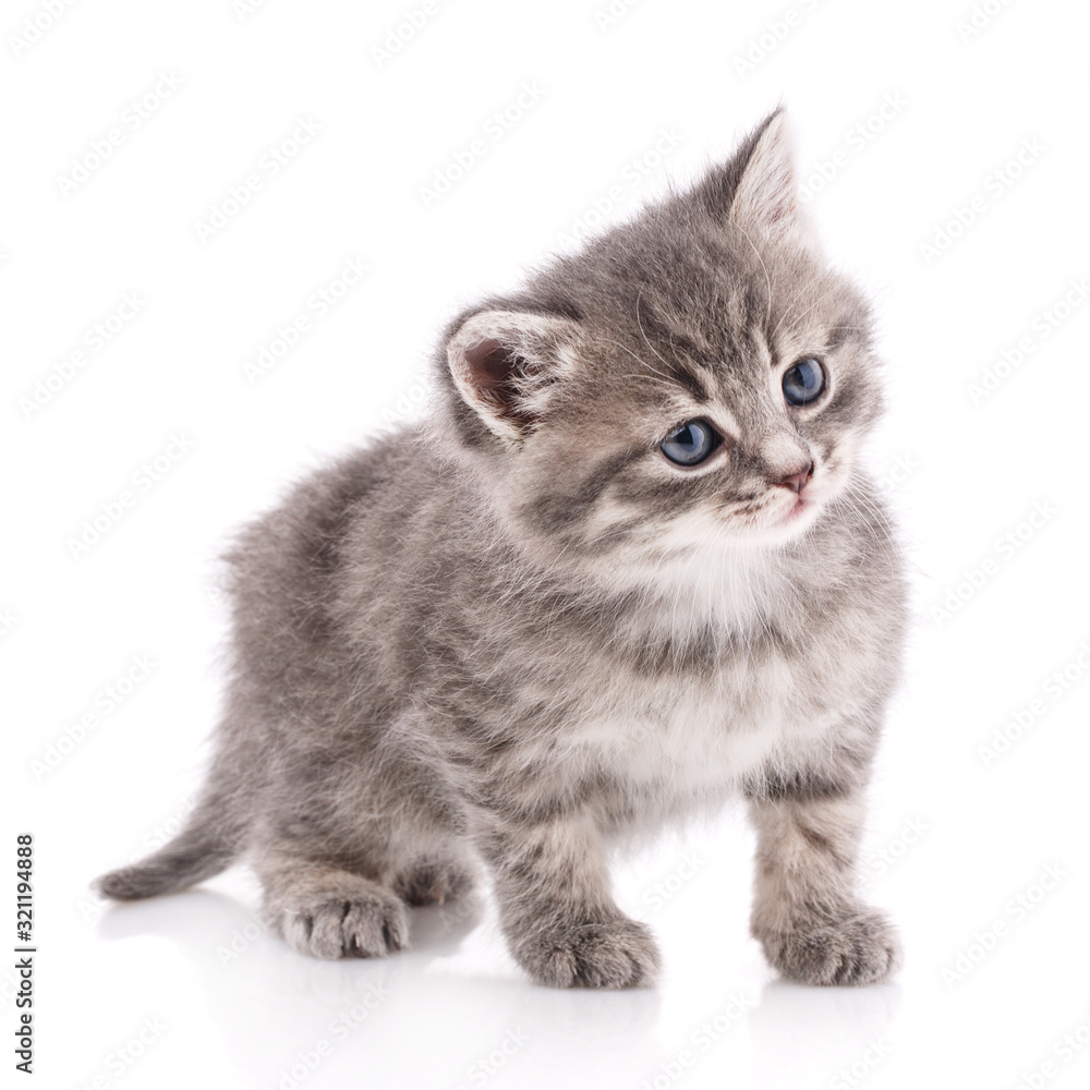 Happy cat on a white background. Cat without breed. Happy cat on a white background. Cat without breed.