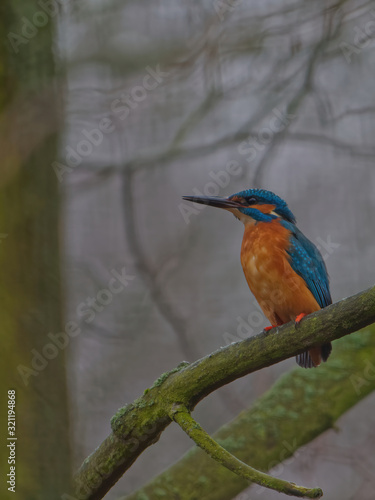 The common kingfisher,Alcedo atthis, also known as the Eurasian kingfisher © Jan