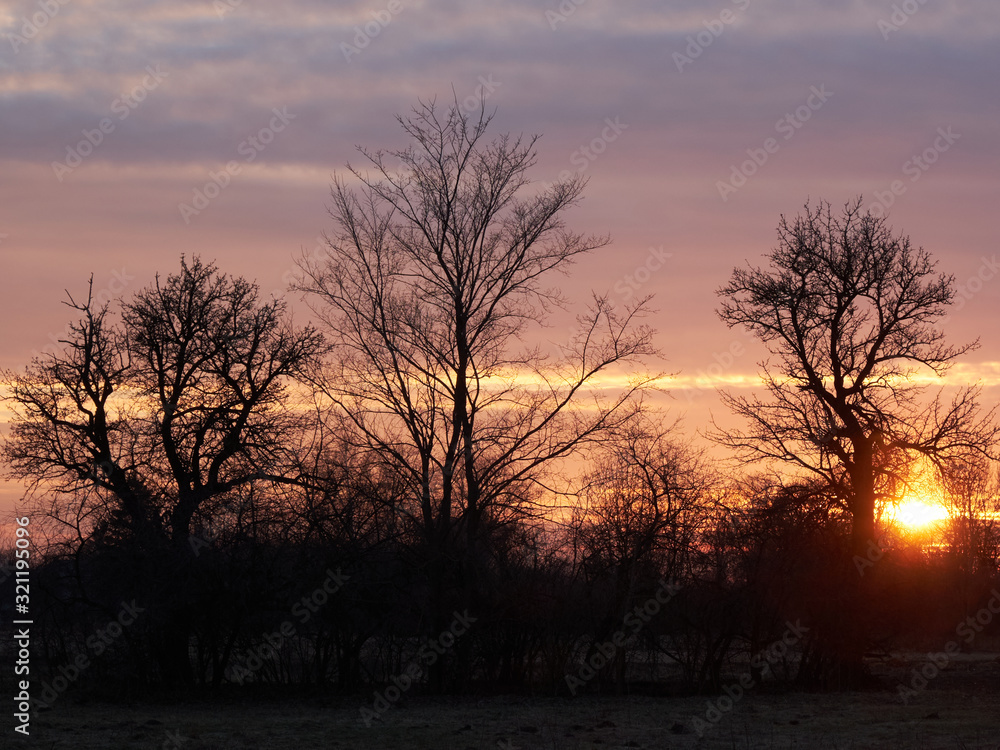 Silhouettes of trees against the setting sun. Evening landscape.