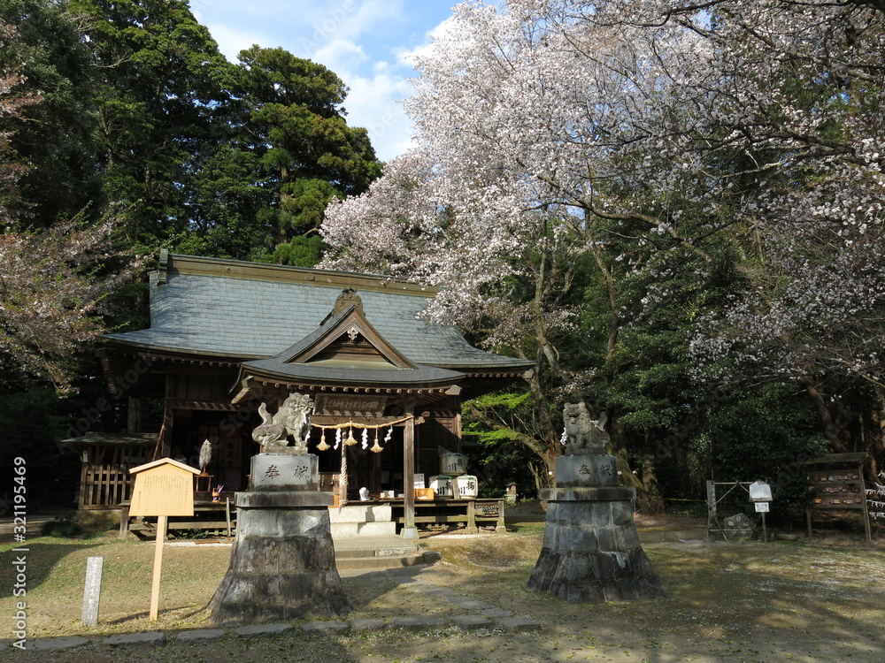 山桜が咲く春の櫻川磯部稲村神社　Sakuragawa Isobe Inamura Shrine