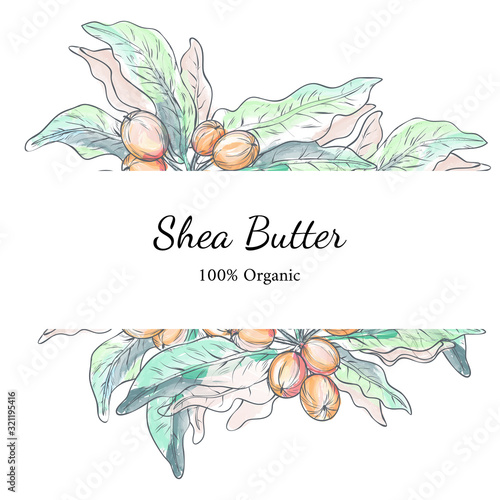 Vector illustration with template of shea nuts drawn by digital watercolor. Design for shea butter organic products packaging and label. Healthy and natural