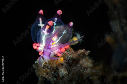 Purple Eubranchus. Nudibranch (Eubranchus sp.). Underwater macro photography from Tulamben, Bali,  Indonesia