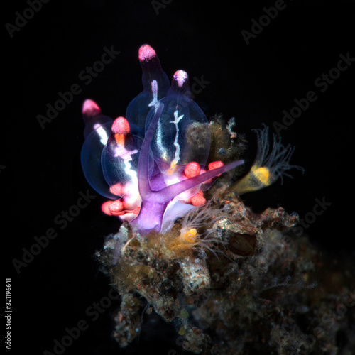 Purple Eubranchus. Nudibranch (Eubranchus sp.). Underwater macro photography from Tulamben, Bali,  Indonesia © Oksana