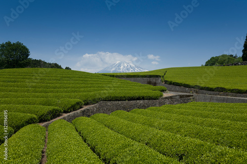 Fototapeta Naklejka Na Ścianę i Meble -  Japanese tea plantation field during summer with Mt. Fuji view.