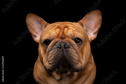 French bulldog on a black isolated background © Светлана Валуйская
