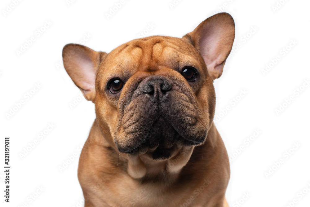 French bulldog on a white isolated background