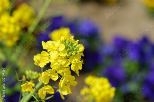 菜の花