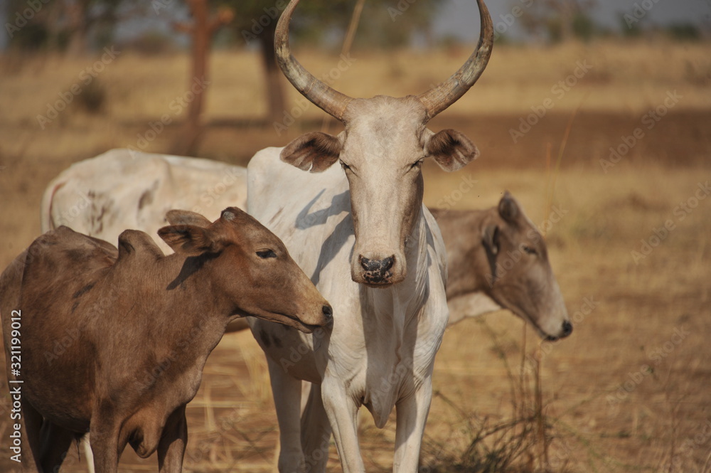 Fototapeta premium l'elevage en milieu campagne naturelle