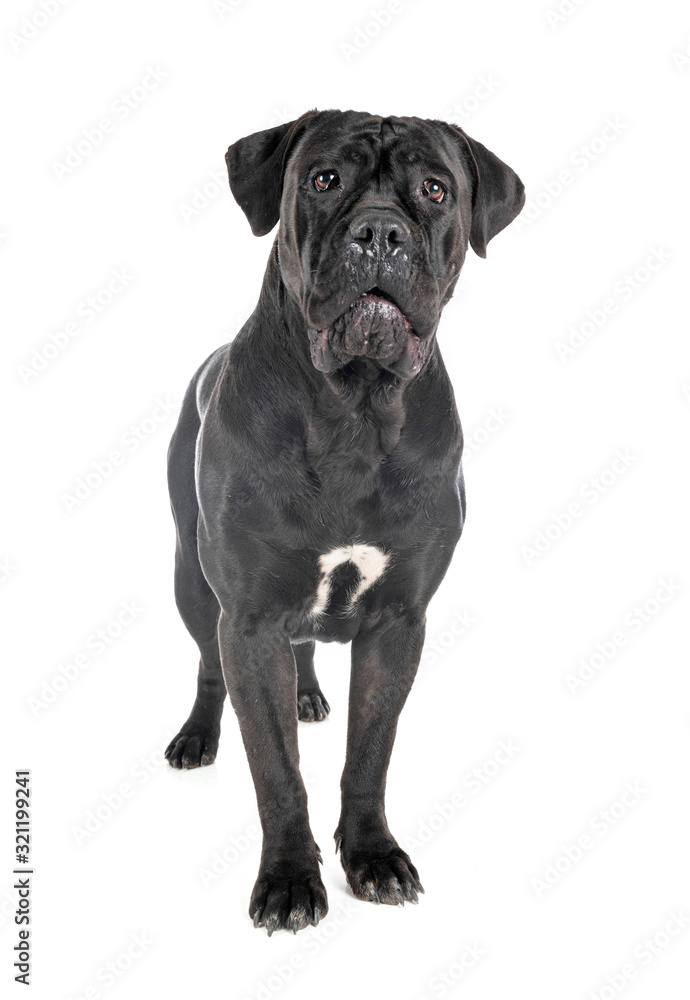 cane corso in studio cane corso in studio