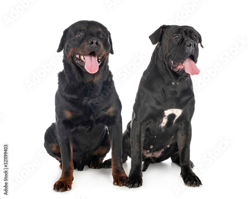 cane corso and rottweiler