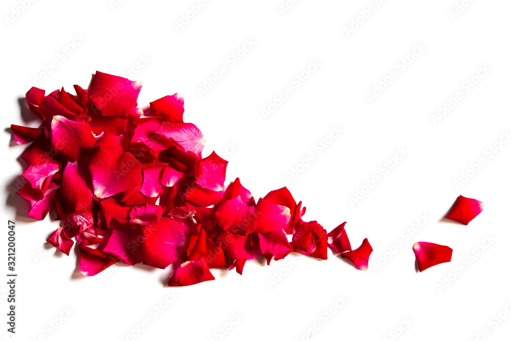 Red roses on a white background There is space to put text Red roses on a white background There is space to put text