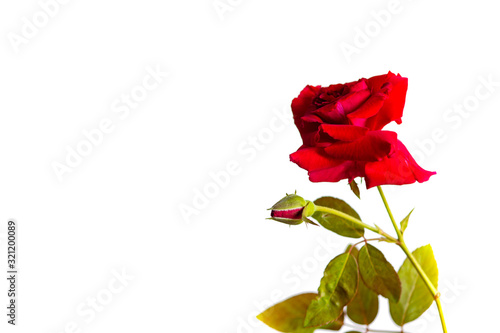 Red roses on a white background There is space to put text