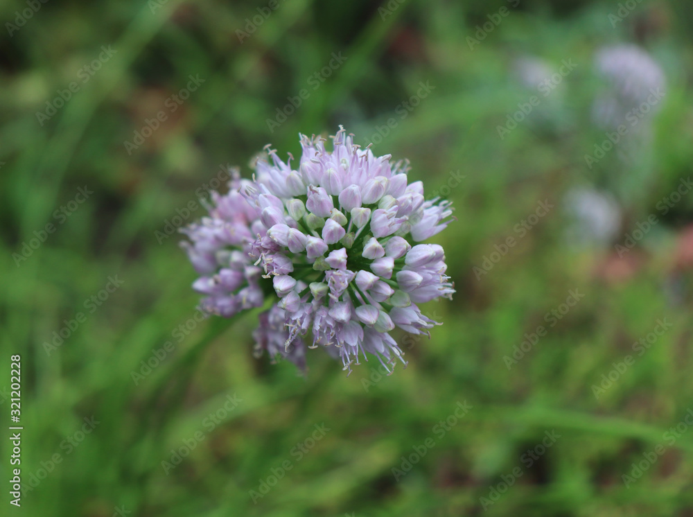 Allium angulosum, the mouse garlic in organic garden.It is a species of garlic. Allium angulosum is cultivated as an ornamental and also as an herb for kitchen gardens. Bulbs and leaves are edible. Allium angulosum, the mouse garlic in organic garden.It is a species of garlic. Allium angulosum is cultivated as an ornamental and also as an herb for kitchen gardens. Bulbs and leaves are edible.