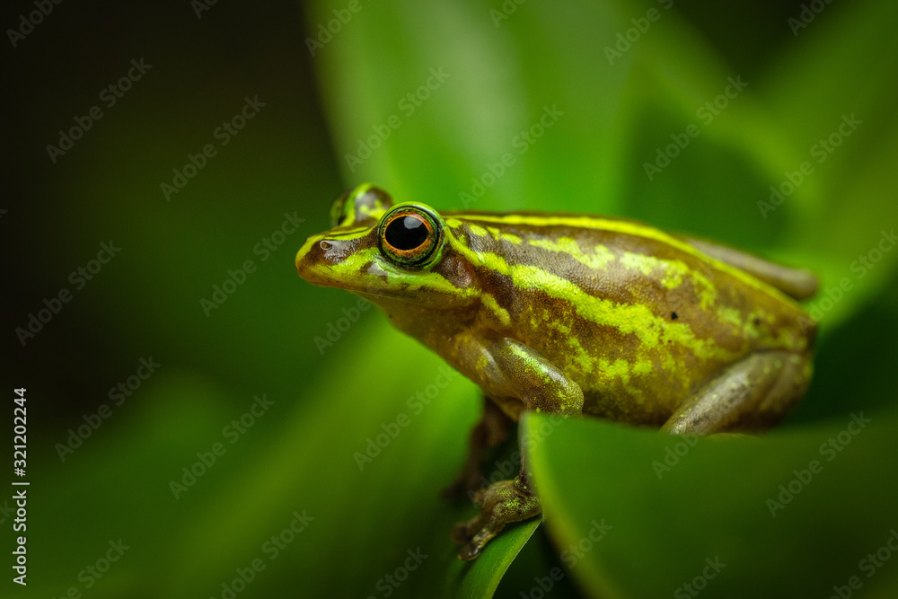 Beautiful green frog sitting and hiding on a leaf. Portrait of amazing animal, amphibian. Calmly sitting. Rain forest animal in its world. Colorful, wet and warm. Beautiful green frog sitting and hiding on a leaf. Portrait of amazing animal, amphibian. Calmly sitting. Rain forest animal in its world. Colorful, wet and warm.
