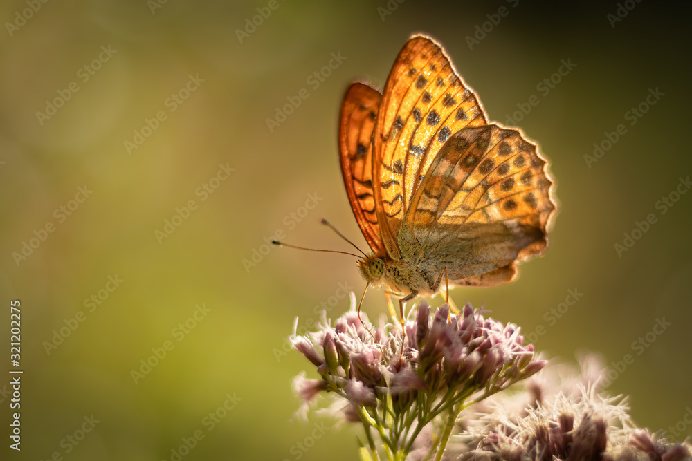 Fototapeta premium A single butterfly sitting on pink flower. Amazing and fragile. Portrait with yellow and green background. Pure natural shot.