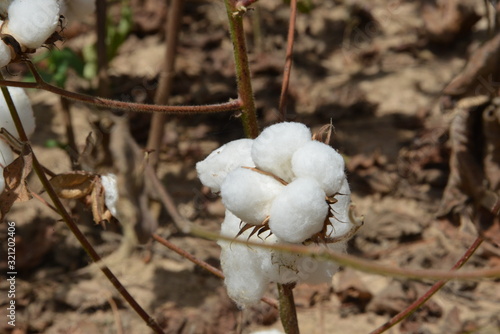 le coton l'Or blanc du Burkina faso photo