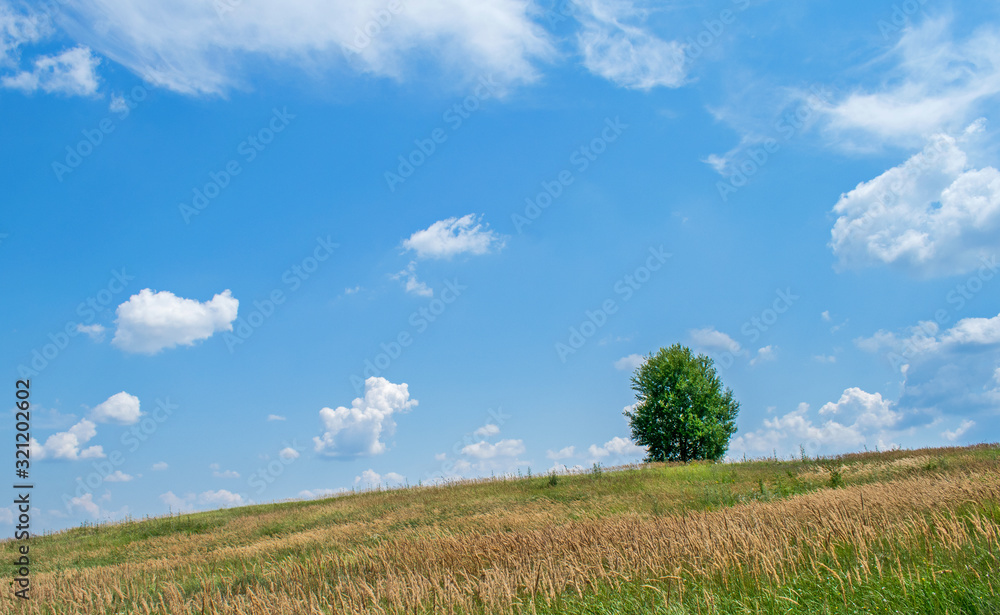 a beautiful field with many plants, green grass, wild flowers and a solitary tree. A beautiful sky with many white, fluffy clouds. A beautiful summer day in a rural area a beautiful field with many plants, green grass, wild flowers and a solitary tree. A beautiful sky with many white, fluffy clouds. A beautiful summer day in a rural area