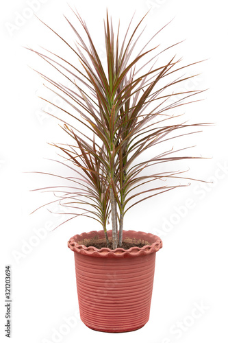 Dracaena Marginata Tri Color Plant potted in flower pot isolated on white background.