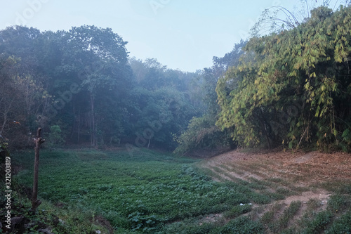 green vegetable plot with fog in countryside