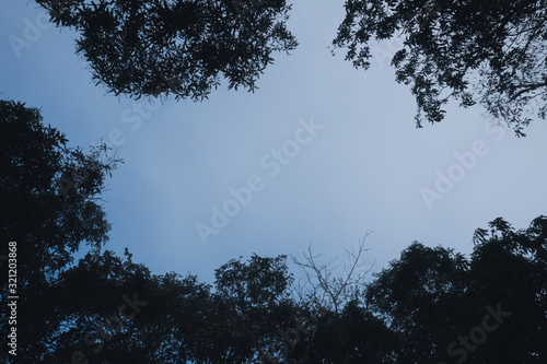 Tree and branches of the tree and clear blue sky , with selective focus
