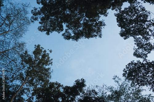 Tree and branches of the tree and clear blue sky , with selective focus