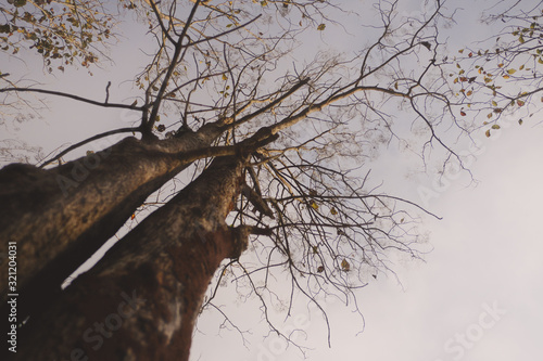 Tree and branches of the tree and sky in warm tone, with selective focus
