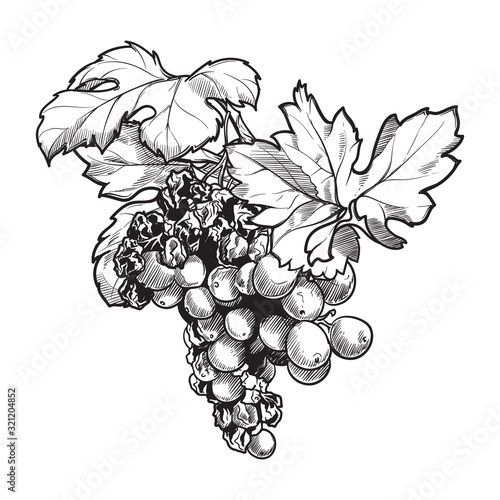 Grapes cluster with leaves. Ink style black and white drawing isolated on white background. EPS10 vector illustration