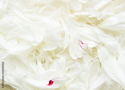 Peony petals as a background