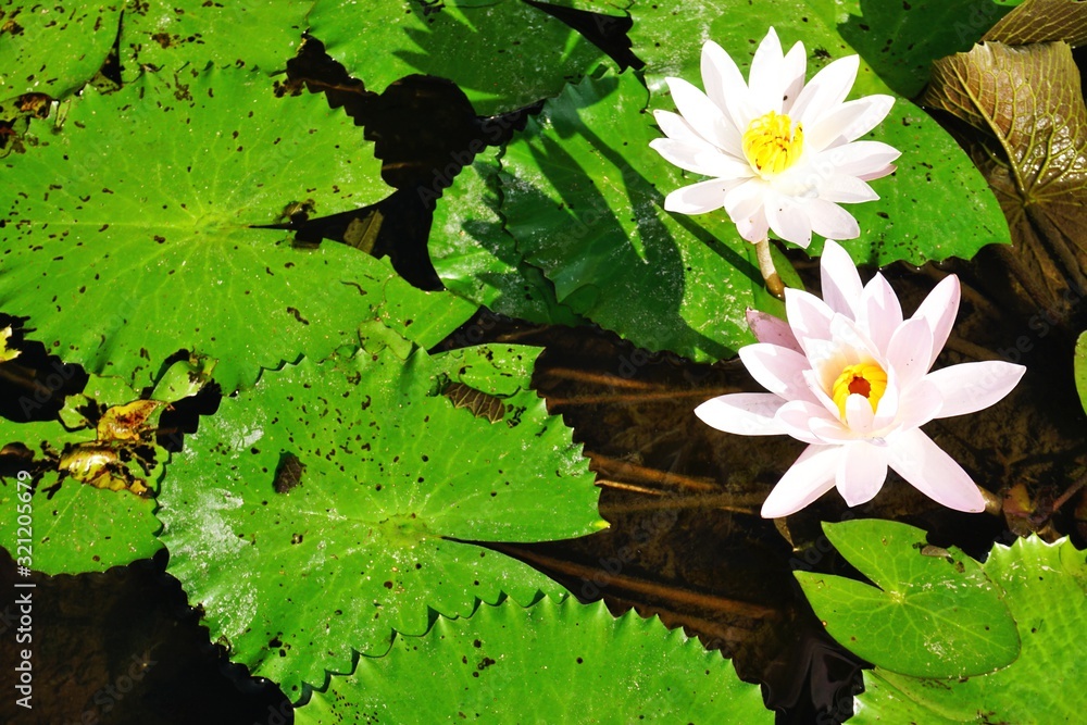 Two pale pink lotus flower blossoms with bright green lily pads floating on a pond in Bali Indonesia Two pale pink lotus flower blossoms with bright green lily pads floating on a pond in Bali Indonesia