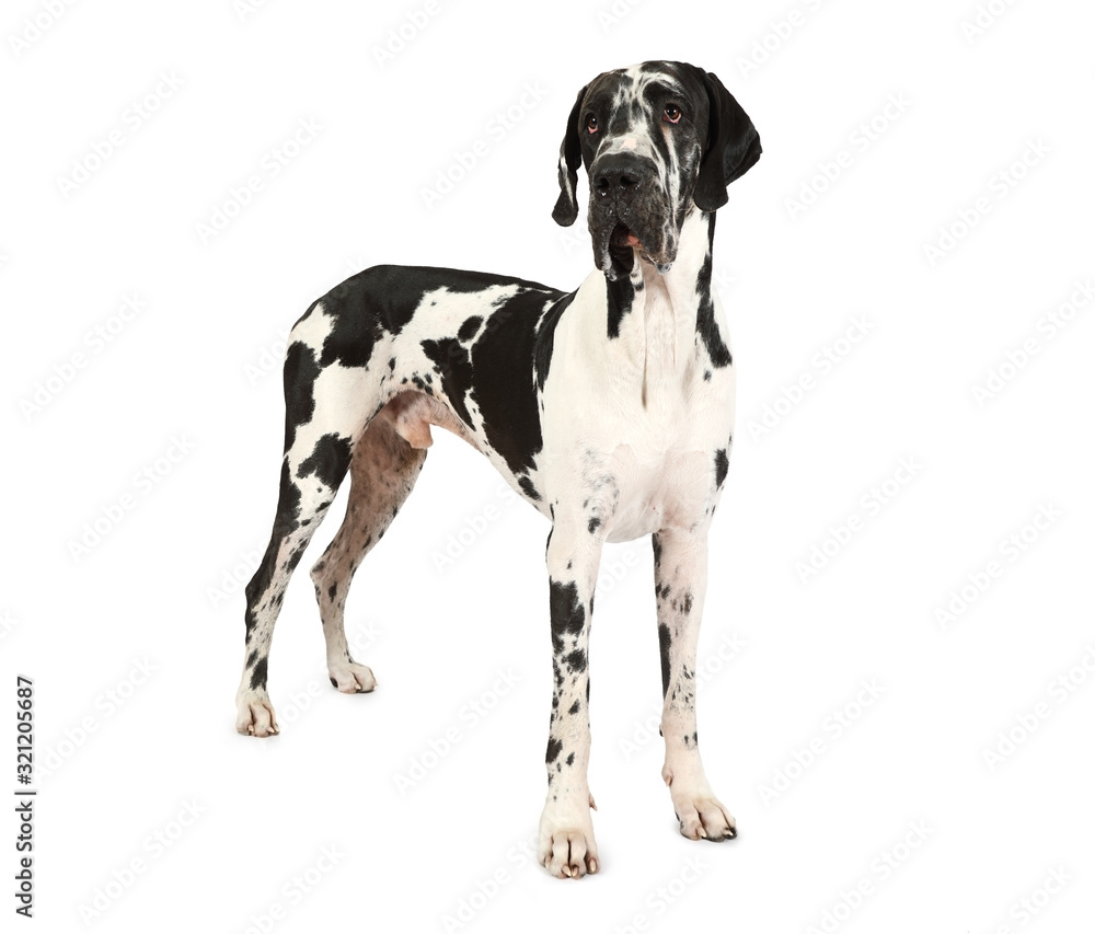 Purebred Great Dane dog isolated on a white background Purebred Great Dane dog isolated on a white background