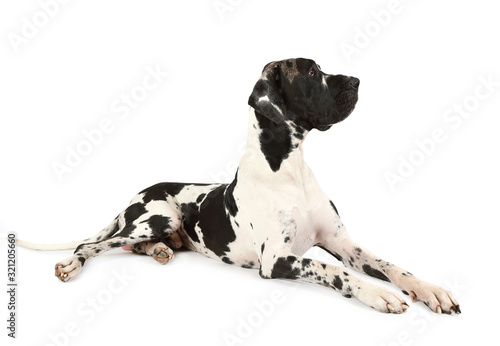 Foto Purebred Great Dane dog on a white background