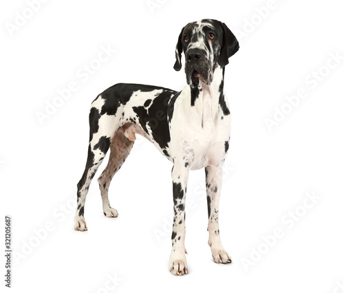 Purebred Great Dane dog isolated on a white background