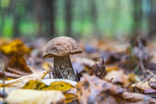 Boletus Mushroom in dry foliage close-up