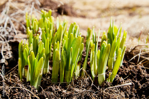 Sprouts of green grass on brown ground in early spring
