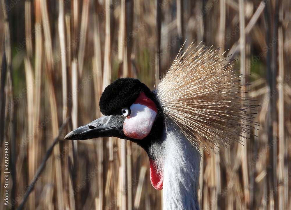 Fototapeta premium Ueckermünde, Tierporträts im Tierpark, Kronenkranich