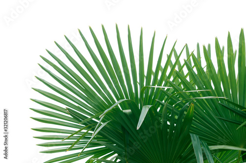 Natural green fan shaped palm leaves isolated on white background