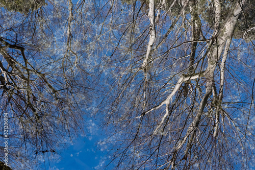 Trees reflected in water