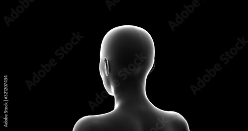 Woman, Female 3D Model, Seamless Loop with Transparent Alpha