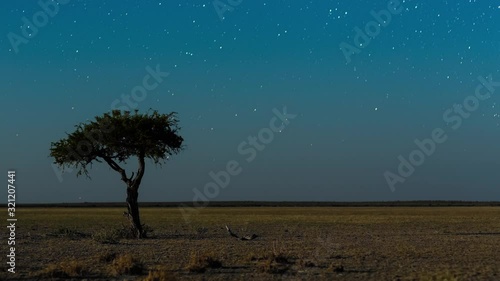 Static astro timelapse of Shepherds tree silhouetted against African night sky with moon rising over wide barren/arid landscape in conservation park, abstract shadows, time passing by, Botswana.